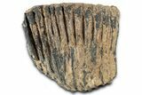 Palaeoloxodon (Mammoth Relative) Molar - Hungary #357030-1